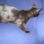 Savannah, F-3C, Female, Black on Black DOB 2-15-16