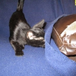 Savannah, F-3C, Female, Black on Black DOB 2-15-16