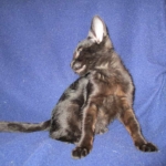 Savannah, F-3C, Female, Black on Black DOB 2-15-16