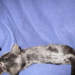 Savannah, F-3C, Female, Black on Black DOB 2-15-16