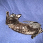 Savannah, F-3C, Female, Black on Black DOB 2-15-16