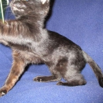 Savannah, F-3C, Female, Black on Black DOB 2-15-16