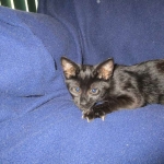 Savannah, F-3C, Female, Black on Black DOB 2-15-16