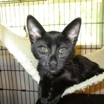 Savannah, F-3C, Female, Black on Black DOB 2-15-16
