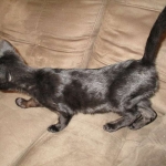 Savannah, F-3C, Female, Black on Black DOB 2-15-16