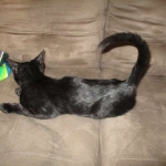 Savannah, F-3C, Female, Black on Black DOB 2-15-16