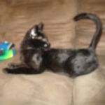 Savannah, F-3C, Female, Black on Black DOB 2-15-16