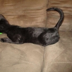 Savannah, F-3C, Female, Black on Black DOB 2-15-16