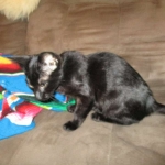 Savannah, F-3C, Female, Black on Black DOB 2-15-16