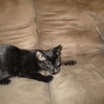 Savannah, F-3C, Female, Black on Black DOB 2-15-16