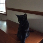 Zola, Savannah, F-3C, Female, Black on Black DOB 2-15-16