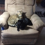 Zola, Savannah, F-3C, Female, Black on Black DOB 2-15-16