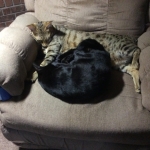 Zola, Savannah, F-3C, Female, Black on Black DOB 2-15-16