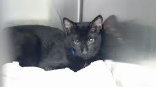 Charlie Savannah, F-3C, Black on Black Male DOB 1-22-17
