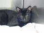 Charlie Savannah, F-3C, Black on Black Male DOB 1-22-17