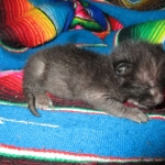 Savannah, F-3C, Black on Black, male DOB 1-22-17