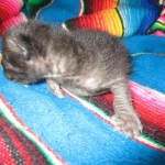 Savannah, F-3C, Black on Black, male DOB 1-22-17