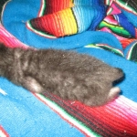 Savannah, F-3C, Black on Black, male DOB 1-22-17