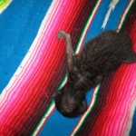 Savannah, F-3C, Black on Black, male DOB 1-22-17