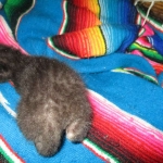 Savannah, F-3C, Black on Black, male DOB 1-22-17