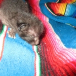 Savannah, F-3C, Black on Black, male DOB 1-22-17