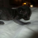 Savannah, F-3C, Black on Black, male DOB 1-22-17