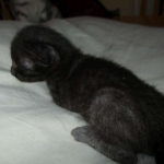 Savannah, F-3C, Black on Black, male DOB 1-22-17