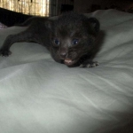 Savannah, F-3C, Black on Black, male DOB 1-22-17