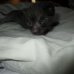 Savannah, F-3C, Black on Black, male DOB 1-22-17