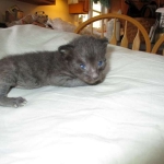 Savannah, F-3C, Black on Black, male DOB 1-22-17