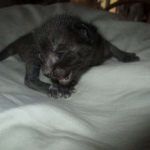 Charlie, Savannah, F-3C, Black on Black, male DOB 1-22-17