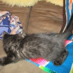 Charlie, Savannah, F-3C, Black on Black, male DOB 1-22-17