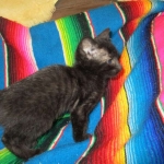 Charlie, Savannah, F-3C, Black on Black, male DOB 1-22-17