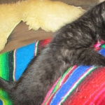 Charlie, Savannah, F-3C, Black on Black, male DOB 1-22-17