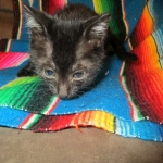 Charlie, Savannah, F-3C, Black on Black, male DOB 1-22-17