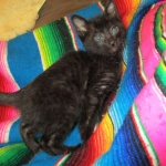 Charlie, Savannah, F-3C, Black on Black, male DOB 1-22-17