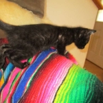 Charlie, Savannah, F-3C, Black on Black, male DOB 1-22-17