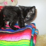 Charlie, Savannah, F-3C, Black on Black, male DOB 1-22-17