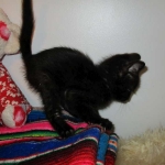 Charlie, Savannah, F-3C, Black on Black, male DOB 1-22-17