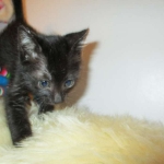 Charlie, Savannah, F-3C, Black on Black, male DOB 1-22-17