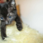 Charlie, Savannah, F-3C, Black on Black, male DOB 1-22-17