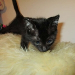 Charlie, Savannah, F-3C, Black on Black, male DOB 1-22-17