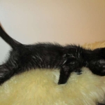 Charlie, Savannah, F-3C, Black on Black, male DOB 1-22-17