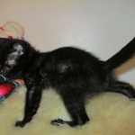 Charlie, Savannah, F-3C, Black on Black, male DOB 1-22-17