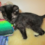 Charlie, Savannah, F-3C, Black on Black, male DOB 1-22-17