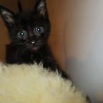 Charlie, Savannah, F-3C, Black on Black, male DOB 1-22-17