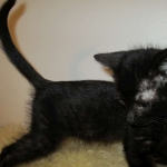 Charlie, Savannah, F-3C, Black on Black, male DOB 1-22-17