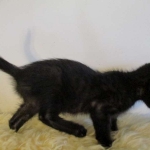 Charlie, Savannah, F-3C, Black on Black, male DOB 1-22-17