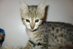 Zelda Savannah F-3C Brown (black) Spotted female #1