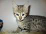Zelda Savannah F-3C Brown (black) Spotted female #1